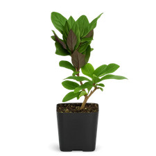 Purple Honeysuckle Vine, 2 Inch Pot, Hardy Climbing Garden Plant, Fast Growing