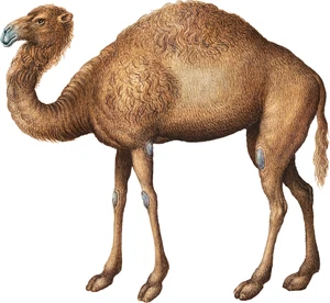 Camel Self Adhesive Vinyl Sticker