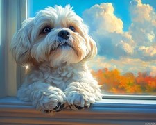 Shih Tzu Paws DIY Paint by Number for Adults Beginners 16x20 Inch Canvas Art