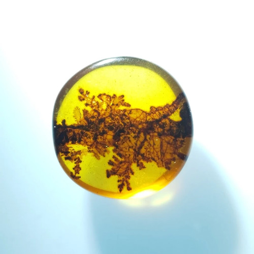 Burma's natural amber insect amber from the Cretaceous period Insect specimen - Picture 3 of 5