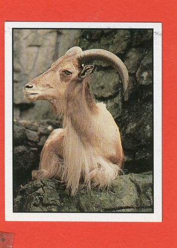 WWF -Panini 1986- Figurine-Sticker NUOVA - NEW - SCEGLI LA FIGURINA (1-180) - Picture 120 of 155