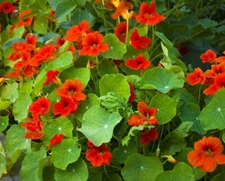 Nasturtium seёds, 1g Nasturtium Fiery, Tropaeolum,heirloom organic seёds -467