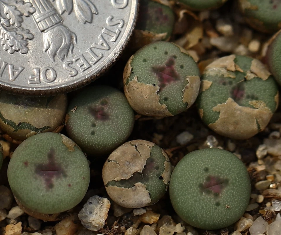 Plant-one- Conophytum chrisocruxum B&H 2275 - Image 2 of 3
