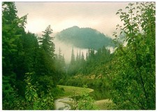 Redwood Forrest Postcard California Unposted L-0132
