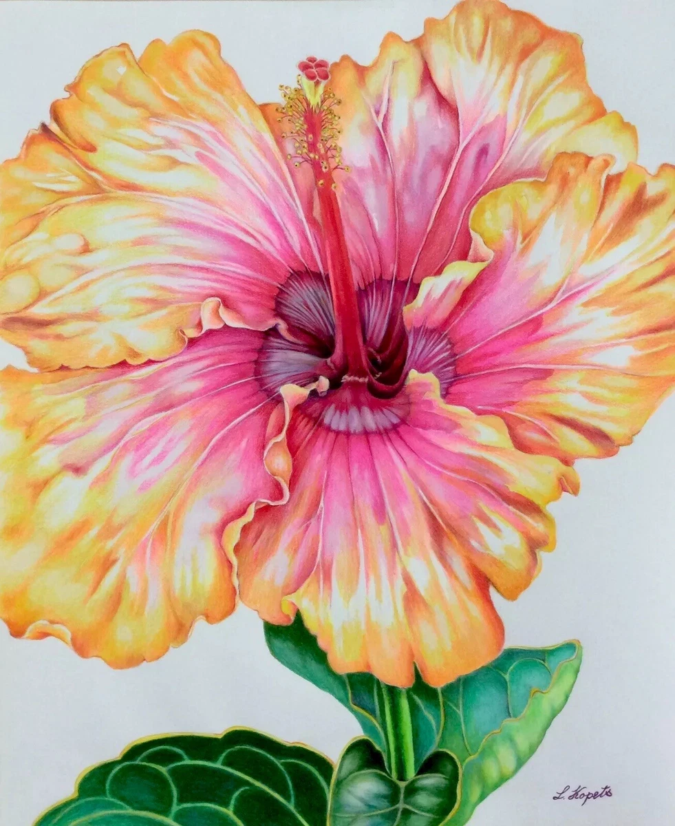 Hawaiian Hibiscus Flower Tropical Art