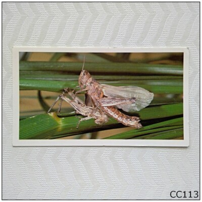 Grandee Wonders of Nature #8 Australian Plague Locust Cigarette Card (B) (CC113)