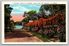Flame Vine & Hibiscus Flower Hedge Along Lake, Florida Scenic View – Postcard