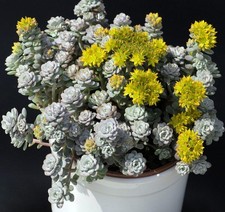 100 OREGON STONECROP Sedum Oreganum - Native Yellow Groundcover Flower
