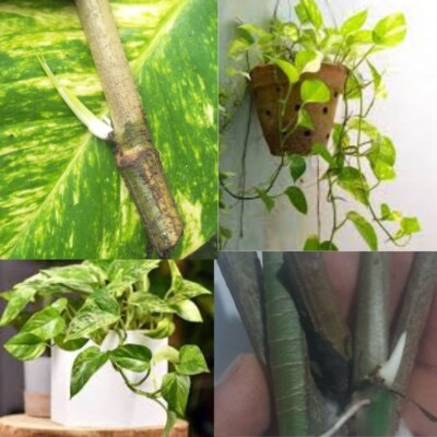 Golden Pathos Rooted Indoor/Outdoor Live Plant Rooted Fresh Nodes Money Plant