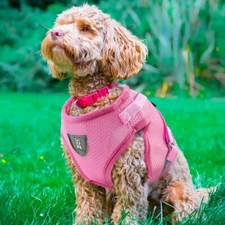 Dog No Pull Harness Adjustable Control Vest Reflective Plus Leash Small Breed