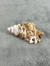 Edspal Shells Tutufa Rubeta 3" Conchology Gastropods Sea Shell Double Hole