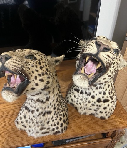 Pair Leopard Head 