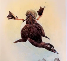 J F Lansdowne Birds WHITE-WINGED SCOTER Vintage Art Print Book Plate 6