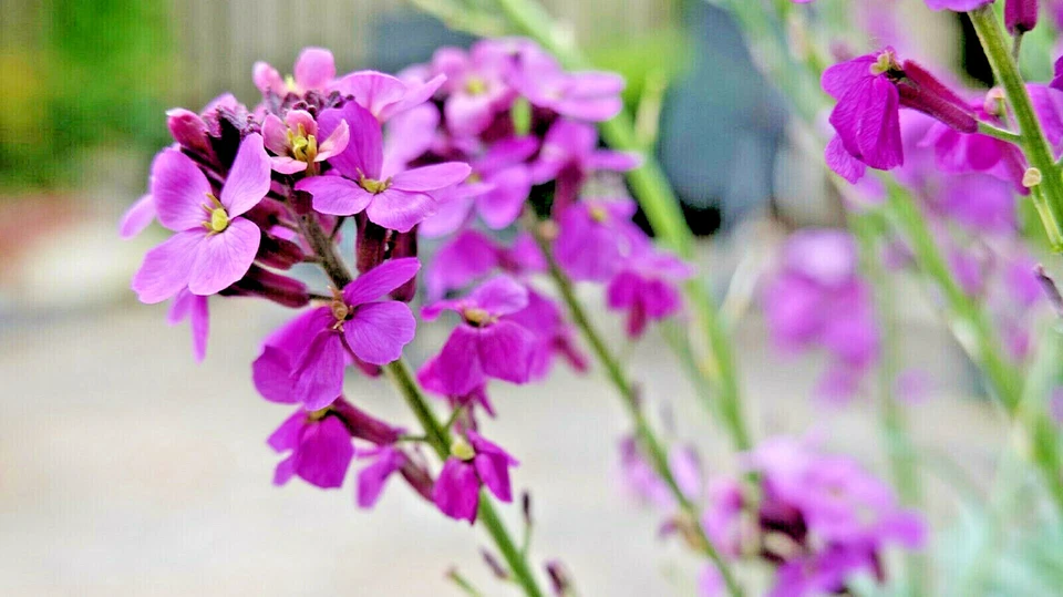 3000 Вечерний ароматизированный (ночной) запас Matthiola цветок семена оптом, сиренево-розовый смесь - Изображение 3 из 3