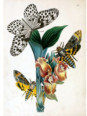 4049.Butterfllies, moth pollinating on plant.POSTER.Home School Office art decor