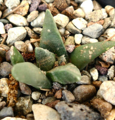 Ariocarpus retusus X Ariocarpus trigonus -