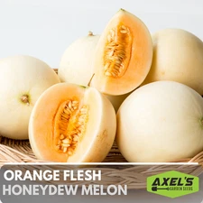 Orange Honeydew Melon Heirloom Non-GMO Seeds