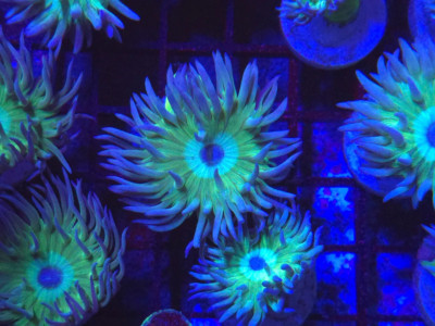 Ultra Duncan * Live Coral Frag * AJs Aquariums