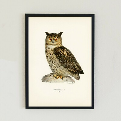 Eurasischer Adler Eule Vintage Vögel Illustration Retro A4 Wohndeko Wandkunstdruck