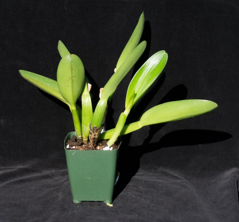 Orchid Plant Pot. Paradise Rose 'Sweety', BLOOMING SIZE DIVISION HO