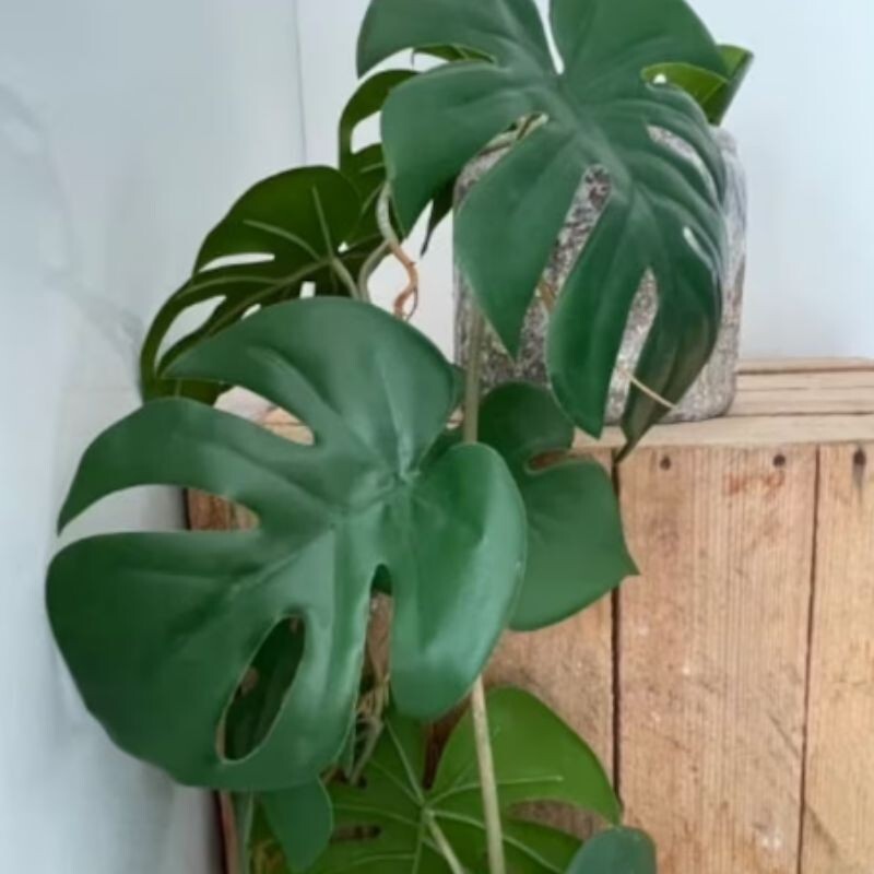 Monstera Deliciosa Live Plant Rooted Fresh Nodes Monstera Variegata  Epipremnum | eBay