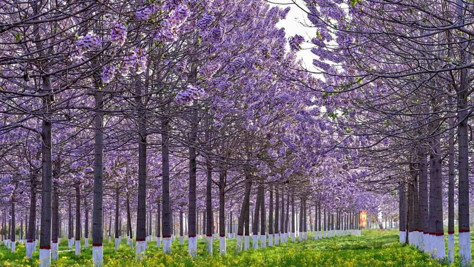 PRINCESS TREE 1500 SEEDS PAULOWNIA FORTUNEI FLOWERING TREE EDIBLE LEAVES - Image 2 of 4