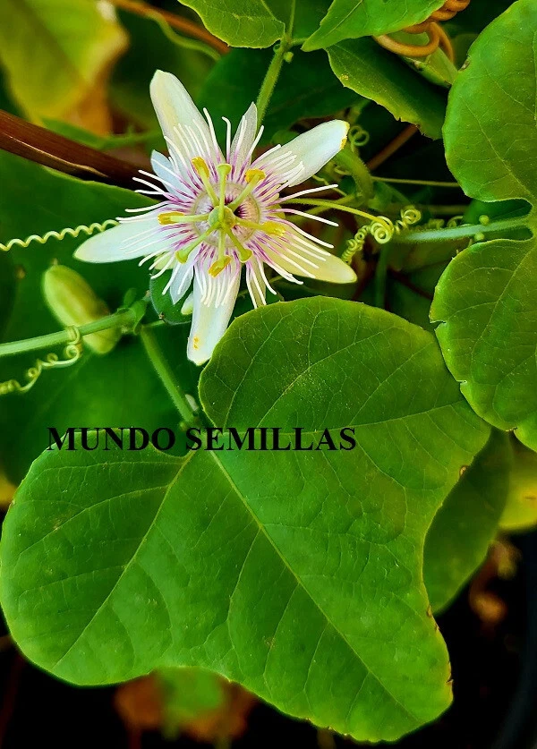 Passiflora morifolia - maracuya - muy rara - 5 semillas - seeds - Imagen 2 de 2
