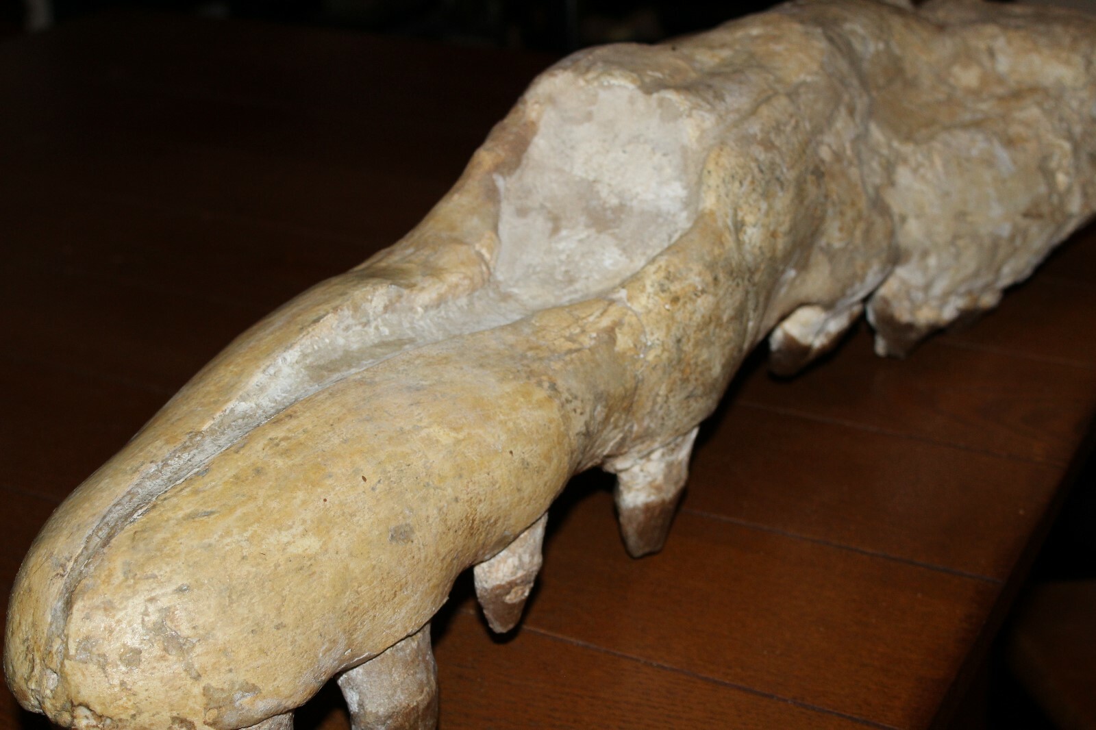 PAPPOCETUS lugardi V. RARE like BASILOSAURUS SKULL JAW Fossil 44 Mi Yrs