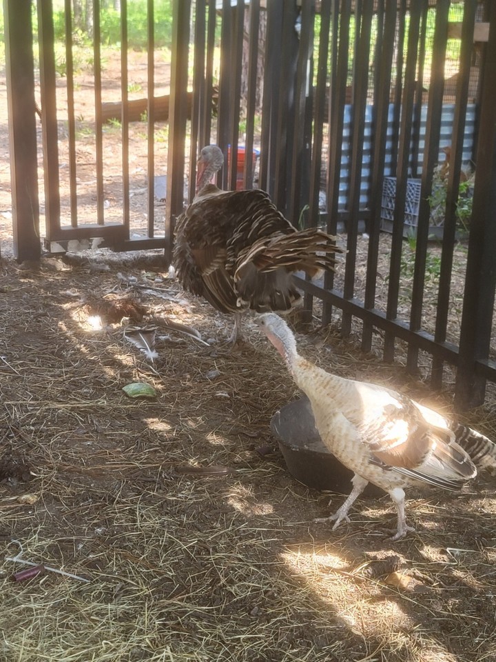 NPIP SWEETGRASS TURKEY HATCHING EGGS 4+ eBay