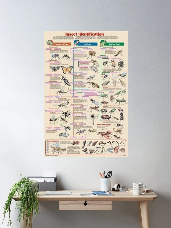 Poster Insect Identification Educational Classroom Chart - Image 2 of 2