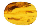 GENUINE BALTIC AMBER FOSSIL OVAL CABOCHON PLANT & INSECT MULTI-INCLUSION 7.38G — photo 1
