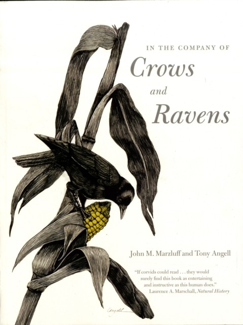 In the Company of Crows and Ravens by John M. Marzluff (Paperback Book) - Image 5
