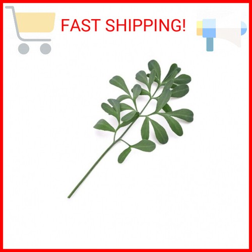 Rue Herb of Grace Ruta graveolens Premium Seeds for Planting Packet