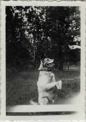 ANTIQUE PHOTO - VINTAGE SNAPSHOT - ANIMAL DOG MAKES BEAUTIFUL FUNNY - DOG FUNNY