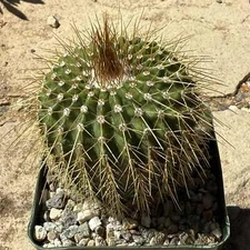 Notocactus schumanniana var. brevispina