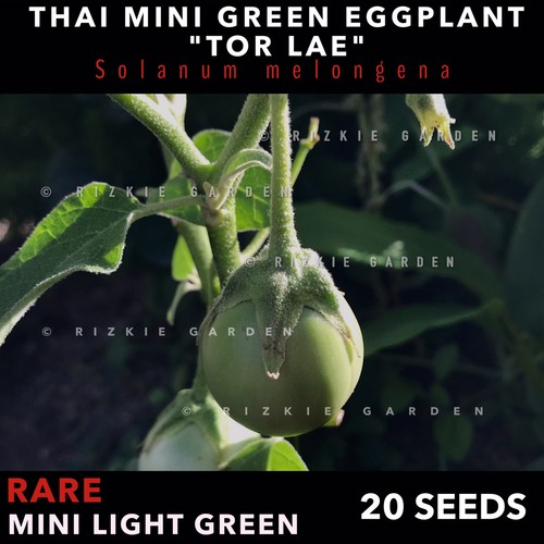 Thai Mini Round Light Green 'Tor Lae' Eggplant, Solanum melongena x 20 Seeds - Picture 4 of 10