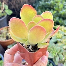 Paddle Plant, live Succulent in 2'' pot, Home/Office/Garden Deco, Gifts