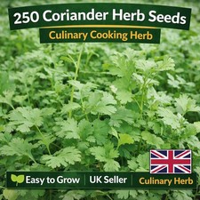 250 Coriander Herb Seeds – Culinary Cooking Herb, UK Seller