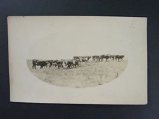 Cattle Ranch Farm Cows Real Photo Postcard RPPC c1910