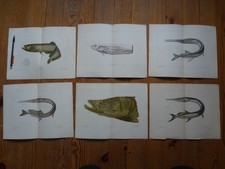 Lot Gravure POISSON - Fish engraving - Fischgravur - XIX - lot 7 + 1 + 2 + 4 + 6