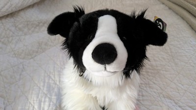 Border Collie Plush Dog Soft Toy (with collar) by Living Nature Laying Down Big