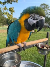 Macaw Parrot Bird Blue And Yellow 