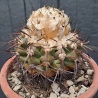 Picture 16 of 17