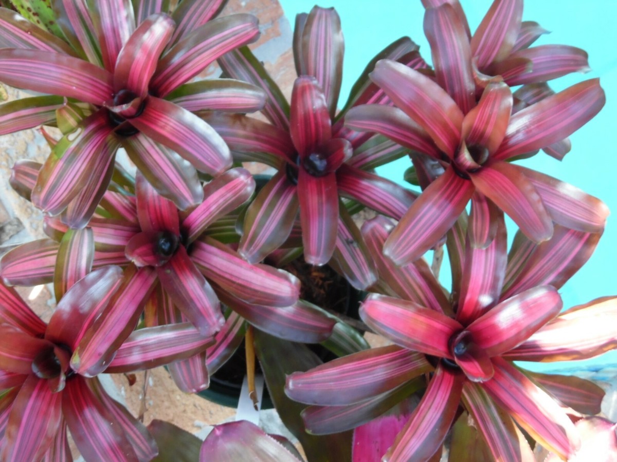 Can　同梱値引き　Neoregelia Quantum Leapなど2苗 Neoregelia variegated ZOE Bromeliad one tropical plant *SMALL* | eBay