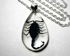 Black Scorpion Clear Resin Necklace, Real Scorpion, Heterometrus Spinifer