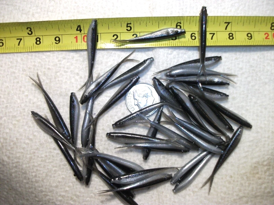 200-1 1/2"-INCH-MICRO-CRAPPIE-PANFISH-SHAD MINNOW-HIELO GRUB-JIG-cola dividida-flukes Foto 2 de 4