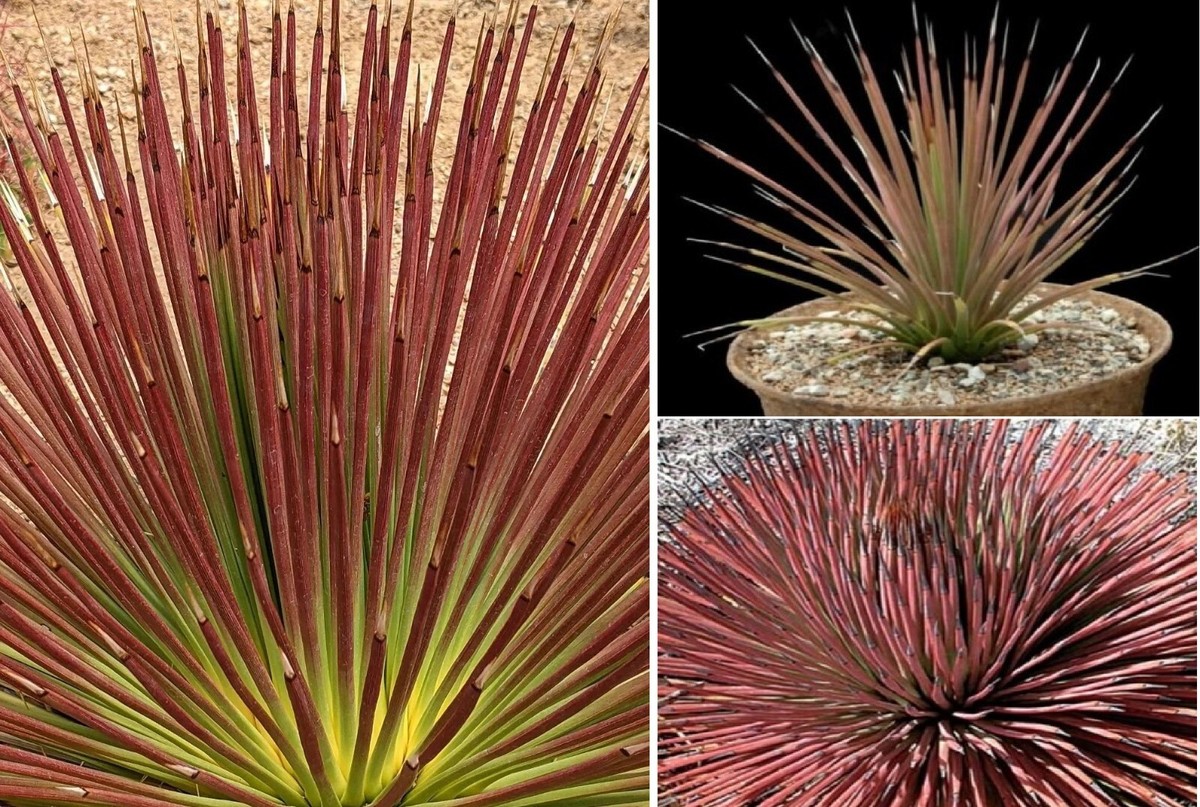 Agave Stricta Rubra 