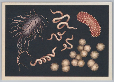 Bacteria E Coli Trichinella Bacillus Anatomy Art Science Anatomicum Postcard B17