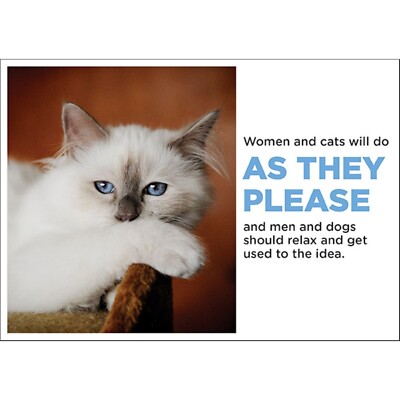 Lustige Katzengrußkarte leer innen mit Umschlag Frauen und Katzen... BM01