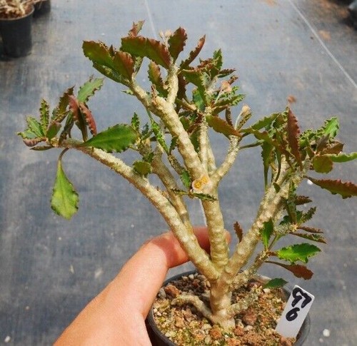 uphorbia suzannae-marnicae rara pianta di cactus succulenta decorazione giardino boutique - Foto 2 di 4